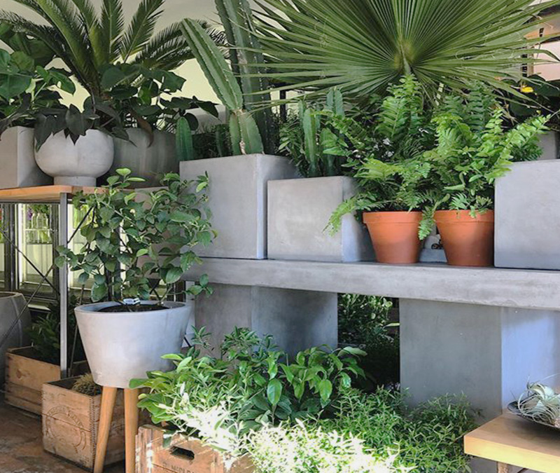plant store